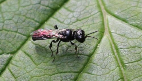 Crossocerus annulipes